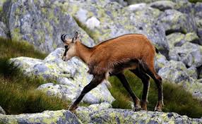 Lorsque l'on observe des sangliers, il faut. Le Sanglier Laie Et Marcassin Comment Et Ou Vit Il Tout Savoir Sur Le Sanglier