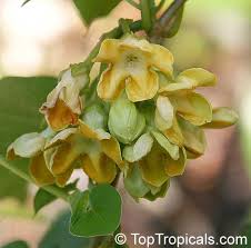 Image result for Telosma