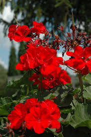 Image result for Geranium
