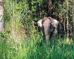 Image of Cambodian Wildlife Sanctuary