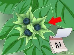 An individual flower can be splashed with different colours. 4 Ways To Grow Four O Clock Flowers Wikihow