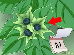 @raelove you always have a fine amount of flowers to enjoy due to you planning and caring for them so well. How To Grow Four O Clock Flowers With Pictures Wikihow