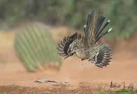 August Bird Of The Month Results Of The Best Photo Of The Month August 2018 With Images Road Runner Wildlife Birds