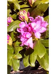 Roseum elegans' rhododendron, rhododendron catawbiense 'roseum elegans', late midseason rhododendron. Rhododendron Roseum Elegans