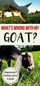 Diagnosing And Treating Scours In Goats Goats Raising Goats Goat Farming
