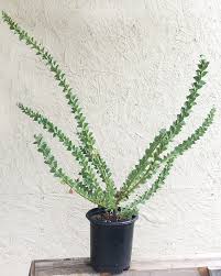 Image result for Acacia kamerunensis