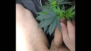 d. gay jerking off for a plant - XVIDEOS.COM