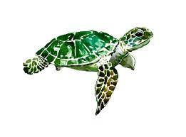 Discover The Coolest Ceiaxostickers Tumblr Transparent Aesthetic Indie Boho Tropical Tropic Adv Turtle Painting Sea Turtle Painting Sea Turtle Artwork