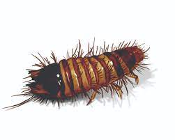Some people confuse these roaches with waterbugs. Small Round Brown Bugs In House