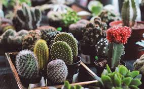 Indoor christmas cactus care tips. How To Take Care Of Your Cactus And Succulents Jardins Foster