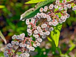 Image result for Berlinia orientalis