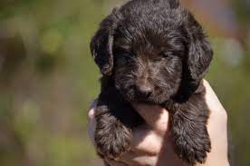 Labradoodle puppies make you healthier. Mini Labradoodle Puppies