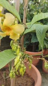 Image result for Marsdenia macrantha