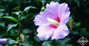 Let your spring bulbs welcome in the growing season and then let the rose of. Everything You Need To Know About The Magnificent Rose Of Sharon Plant