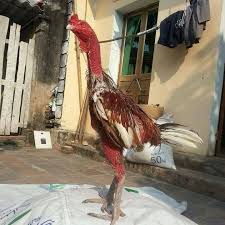 Membiak dan menjual ayam batang kaki seperti ayam siam, shamo, asil, saigon, pama, panus, magon, ganoi dan brazil. Ayam Batang Kaki æ·»åŠ äº†1 å¼ æ–°ç…§ç‰‡ Ayam Batang Kaki