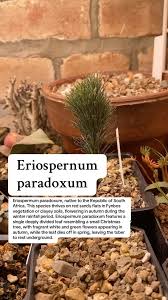 Image result for Eriospermum