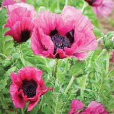 Oriental Poppy Poppy Flower Seeds Poppy Flower Garden Dried Flower Arrangements