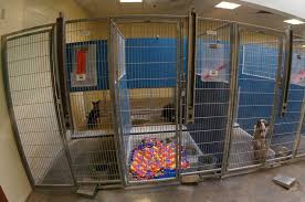 We did not find results for: All You Need To Know About Housing Dogs In Animal Shelters Koret Shelter Medicine Program
