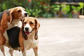 Der zeitpunkt der ersten läufigkeit hängt von der rasse und dem individuellen entwicklungszustand der hündin ab. Laufigkeit Beim Hund Anzeichen Verlauf Zyklusphasen