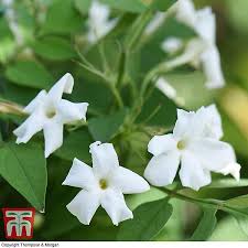 Image result for Jasminum bakeri
