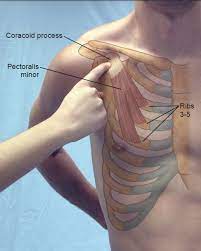 Pin By Annie On Massage Therapy Human Body Anatomy Body Anatomy Medical Anatomy