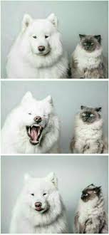 The Cat Is Actually Like What Komik Hayvan Fotograflari Cok Sirin Hayvanlar Komik Kopek Fotograflari