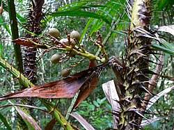 Image result for Calamus deerratus