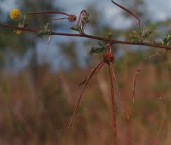 Image result for Acacia hockii