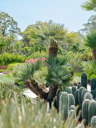 Image result for Xerophyta humilis