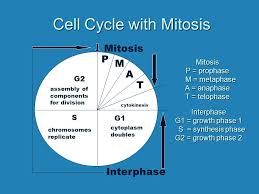 It is governed by cell cycle checkpoints to ensure cell cycle integrity and the subsequent s phase can pause in response to improperly or. Cellular Reproduction Cell Division Cellular Material Is Divided Between New Daughter Cells Cellular Material Is Divided Between New Daughter Cells Nuclear Ppt Download