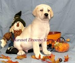 Maybe you would like to learn more about one of these? Akc Old English Lab Puppies For Sale Males For Sale In Tyler Texas Classified Americanlisted Com