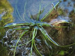 Image result for Isoetes