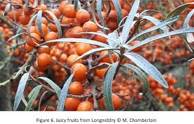 Image result for Hippocratea buchananii