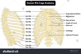 Anatomy of the human rib cage. Human Body Rib Cage Anatomy Anterior And Right Royalty Free Stock Photo 553801780 Avopix Com