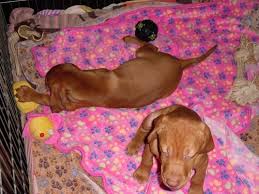 Lancaster puppies advertises puppies for sale in pa, as well as ohio, indiana, new york and other states. Hungarian Vizsla Puppies For Sale Cincinnati Oh 177717