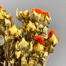 These pressed flowers from daisy gifts ltd are dried in the uk. Dried Flowers Grasses Herbs Uk Stock Next Day Delivery