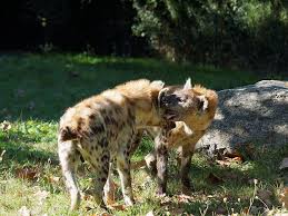 Hyenes Hyenidae Afrique Savane Animaux Africains Animaux Animal Animaux Sauvages Pikist Trouvez des images de stock de collection d'animaux sauvages de la savane en hd et des millions d'autres photos, illustrations et images vectorielles de stock libres de droits dans la collection shutterstock. animal animaux sauvages pikist
