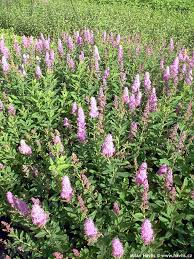 Image result for Spiraea billardii