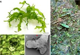 Image result for Lomariopsis hederacea