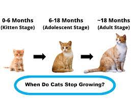 Along with sexual maturity comes increased aggression. When Do Cats Stop Growing What Age Do Cats Stop Growing The Kitty Expert