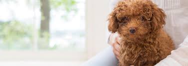 facts every toy poodle owner should know pedigree