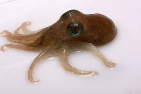 Antarctic Octopuses Discovered With Sub Zero Venom Octopus Antarctic Sea Creatures