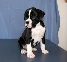 We did not find results for: Black And White Boxer Puppy