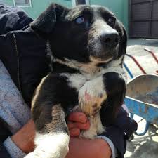 Watch The Best Youtube Videos Online Reposted From Nigdebeslemegrubu Ameliyati Icin Bize Destek Olur Musunuz Repost Benimicinsenk Dogs Animals Popular