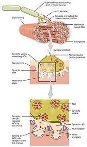 Find out how muscles move, how they repair themselves after injury, and why scientists say that antioxidants after exercise might not be good after all. Muscle Contraction Wikipedia