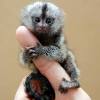 It typically has some sparse white hairs on its face. 3