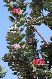 Stages Of Flowering Of Banksia Coccinea Scarlet Banksia Australian Native Flowers Australian Native Plants Trees To Plant
