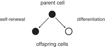 We did not find results for: Stem Cells