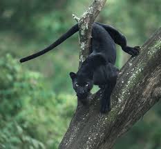 Wildlife Photographer Captures Beautiful Shots Of A Black Panther In The Jungle Animals Panther Animal Panther Cat