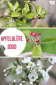 Ein perfekter standort für nordseeliebhaber. Apfelblute 2021 Wann Bluhen Apfelbaume Blutezeit In Europa Apfelblute Bluten Apfelbaum